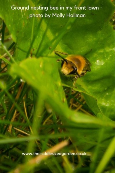 Ground nesting bee photographed by Molly Hollman