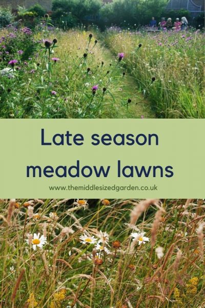 Late season meadow lawn