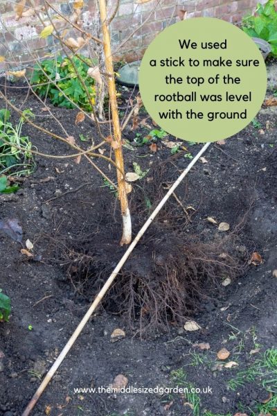 Plant a tree at the right depth
