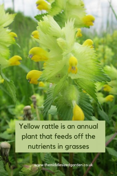 Yellow rattle
