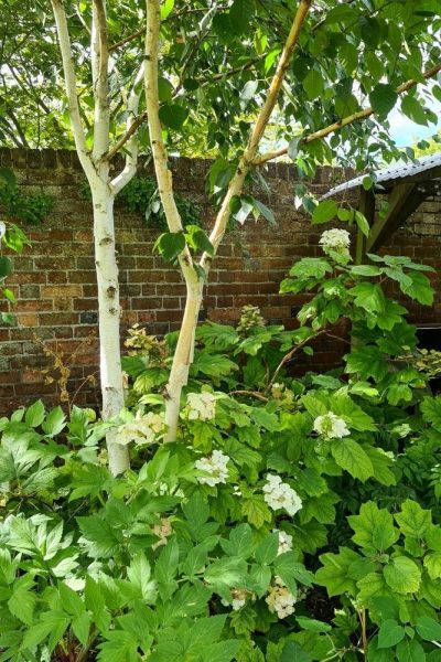 Oakleaf hydrangeas need minimal pruning