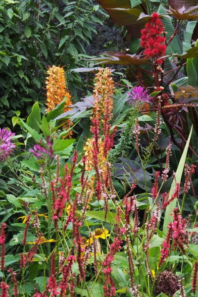 Persicaria in an exotic border
