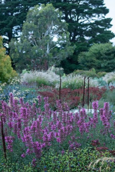 Use a limited palette in naturalistic planting