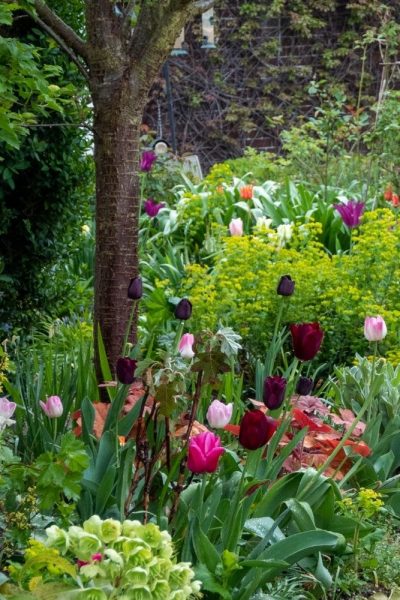Answers to spring gardening questions