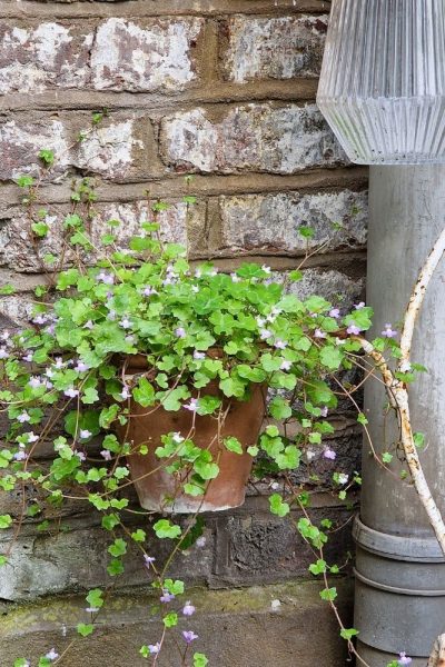 Ivy leafed toadflax in a pot
