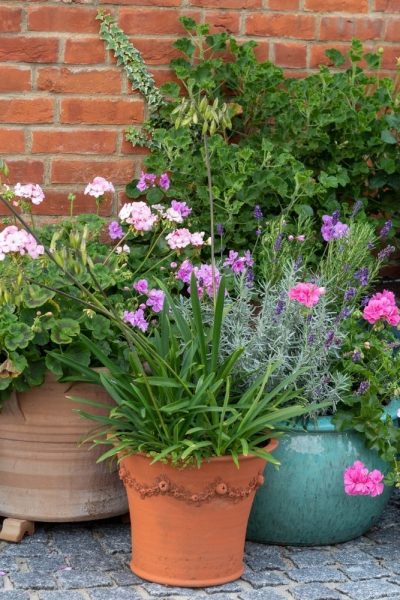 Pelargoniums in pots