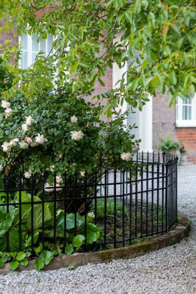 Renovate roses in a neglected garden