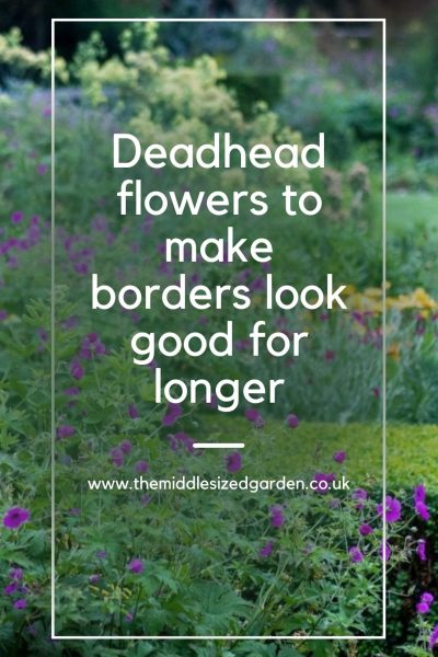 When you deadhead plants, they put more energy into creating flowers