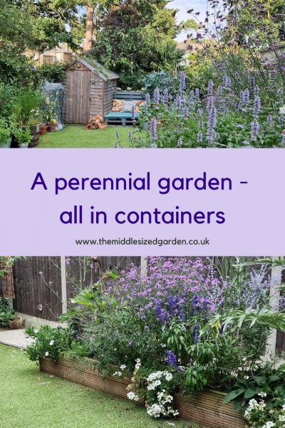 A border of perennial plants in pots