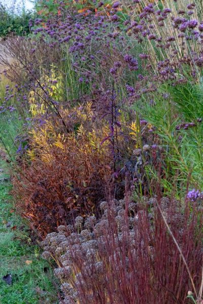 Grasses and seedheads in the autumn border