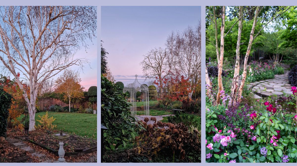 Top tips for trees - what you really need to know before you prune your ...