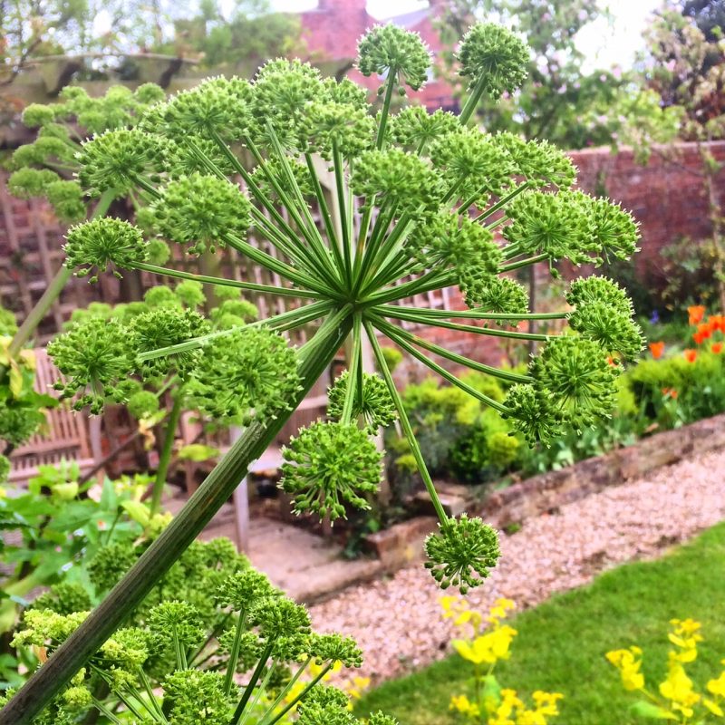 According to the Gardener's Companion to Medicinal Plants, angelica may have anti-fungal and anti-bacterial properties.
