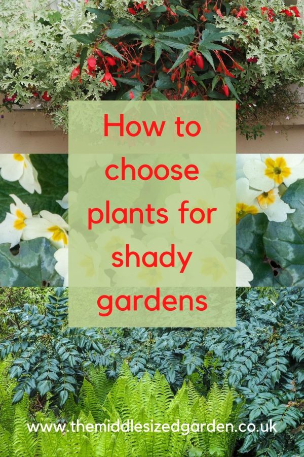 How to choose plants for shade for year round garden success The MiddleSized Garden