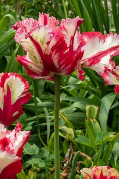 Parrot tulips for showiness