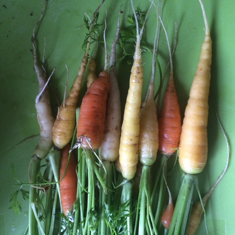 Multi-coloured carrots aren't easy to buy