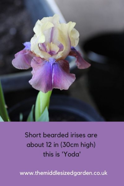 Short bearded iris 'Yoda'