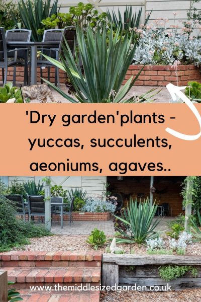 Dry garden plants
