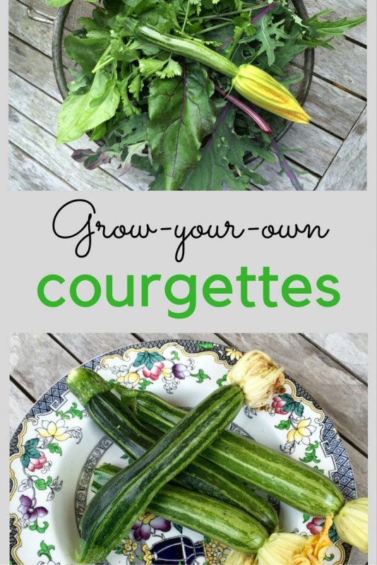 Grow-your-own courgette growing tips