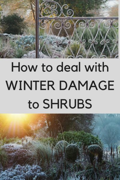 What to do when your shrubs and trees have winter damage