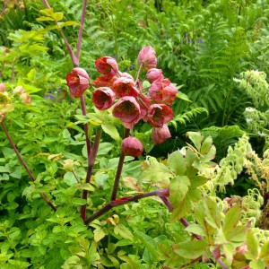 Unusual plant at Littlebredy
