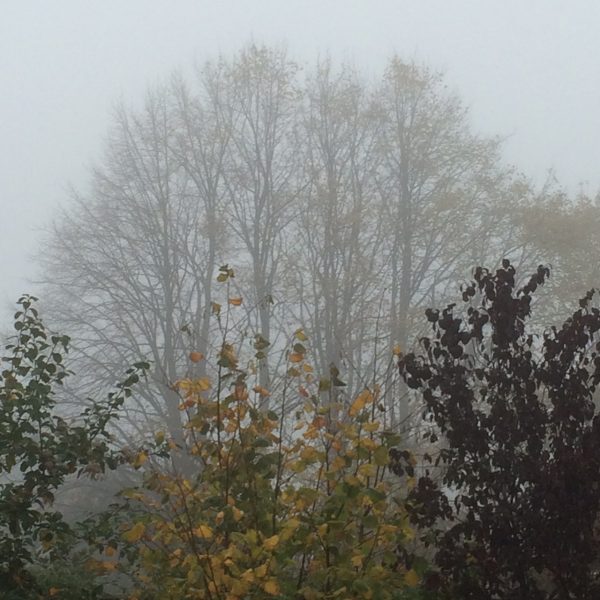 Misty mornings