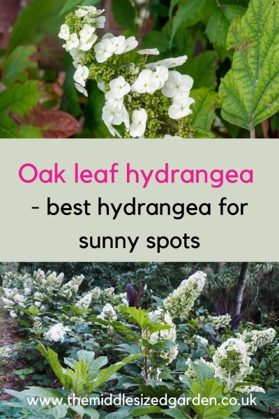 oak leafed hydrangea