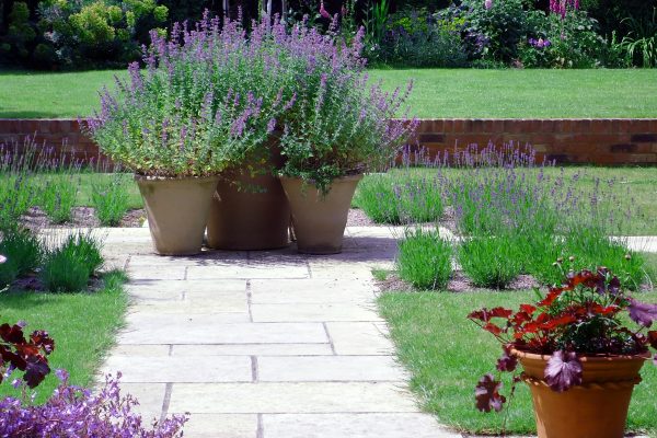 Nepeta and heuchera are easy-care, colourful garden pot plants