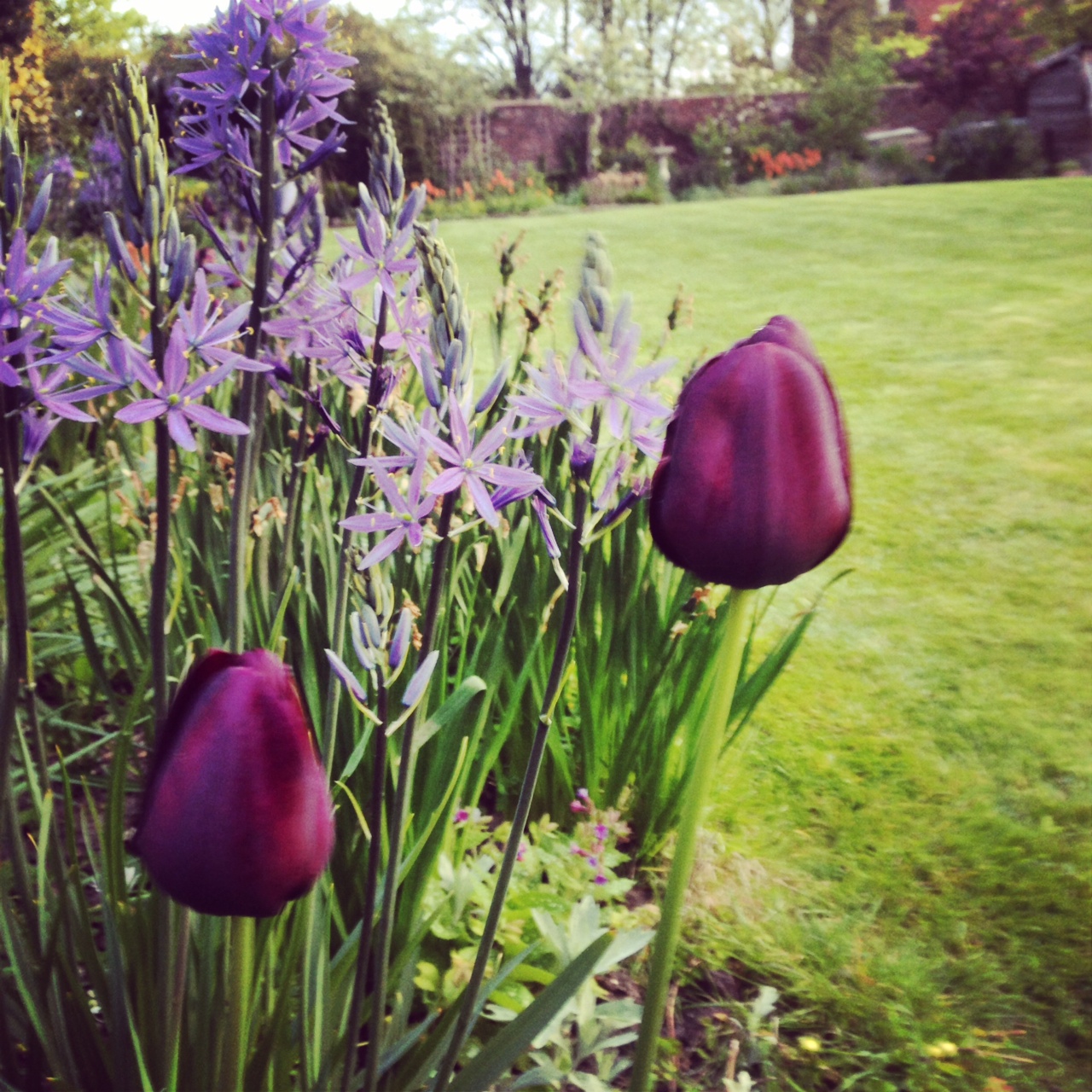 My Two Best No Effort Money Saving Tulips The Middle Sized Garden Gardening Blog
