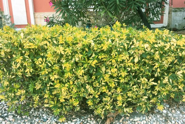 Schefflera hedge