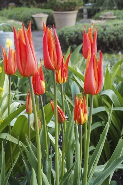 Ballerina tulips spread around the garden 