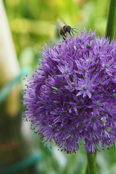 Flowers for pollinators #sustainableliving #garden
