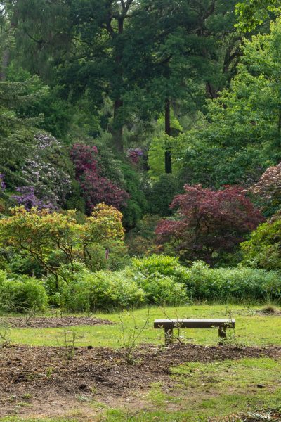 Woodland glade at Leonardslee Lakes & Gardens