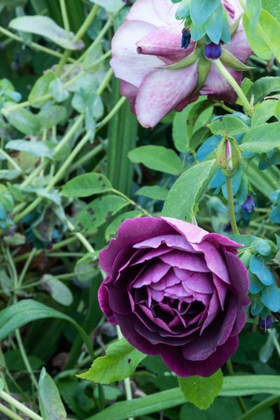 Burgundy Ice rose