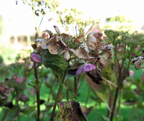 This winter hydrangea picture was taken with a camera
