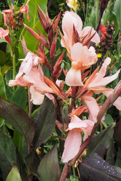 Use cannas to extend your border's flowering