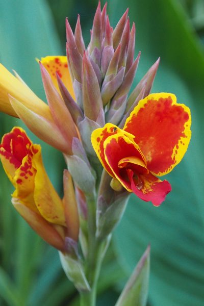 Canna Torch Song