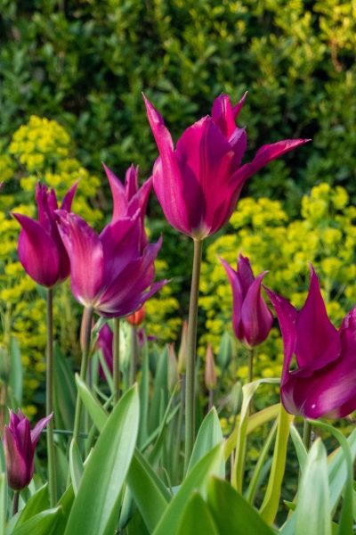 tulips with euphorbia robbaie
