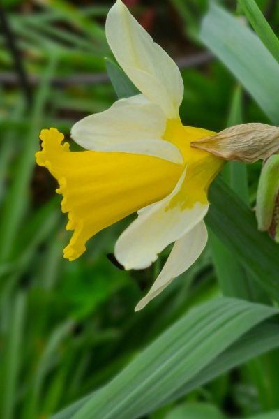 How to spot a 'trumpet' daffodil