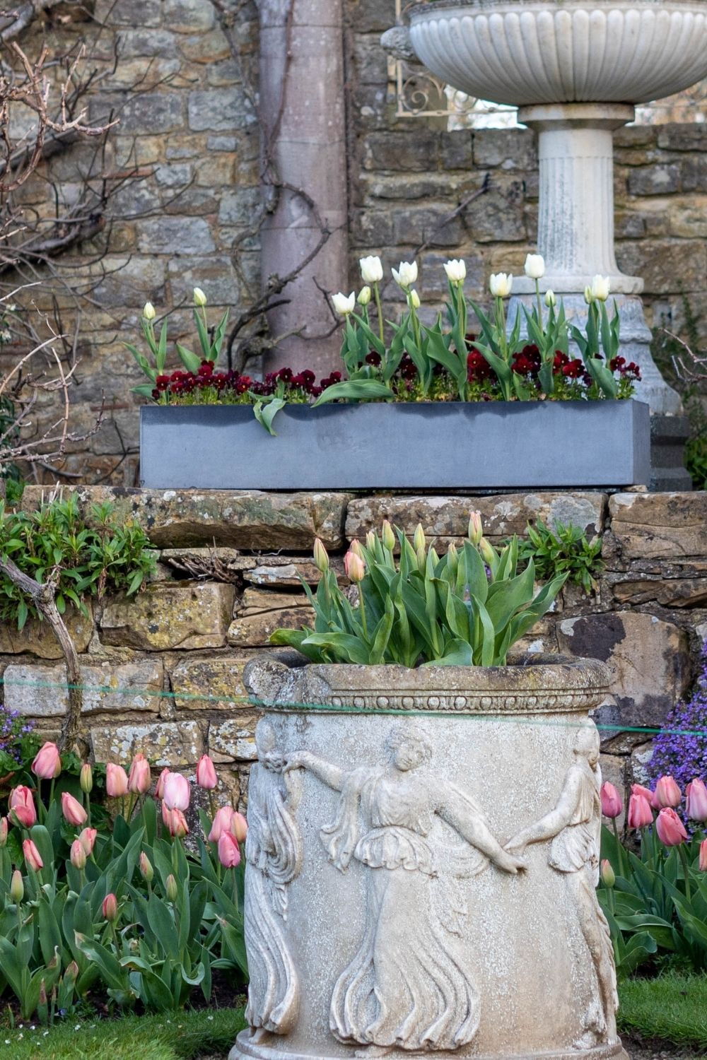 How to plant and grow tulips for a stunning display The MiddleSized