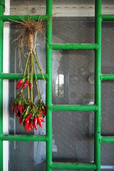 Dry chillies by hanging the plant upside down