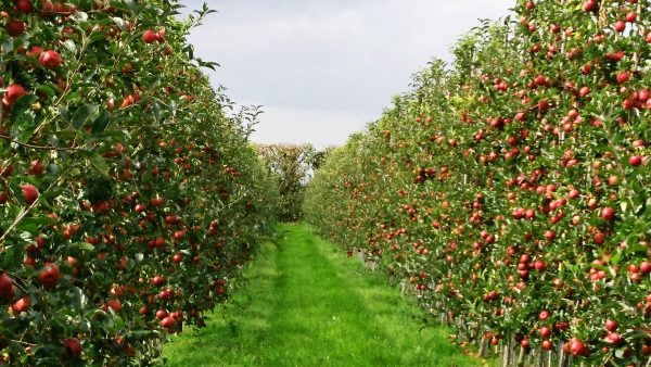 Cordon-grown apple orchards