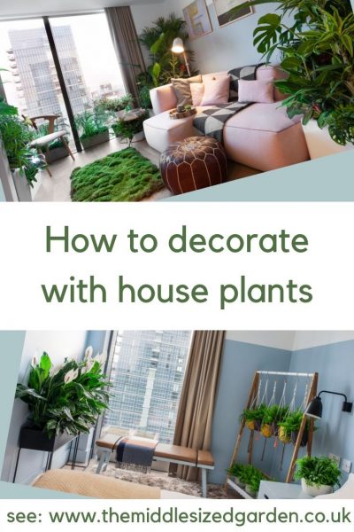 How to decorate with house plants
