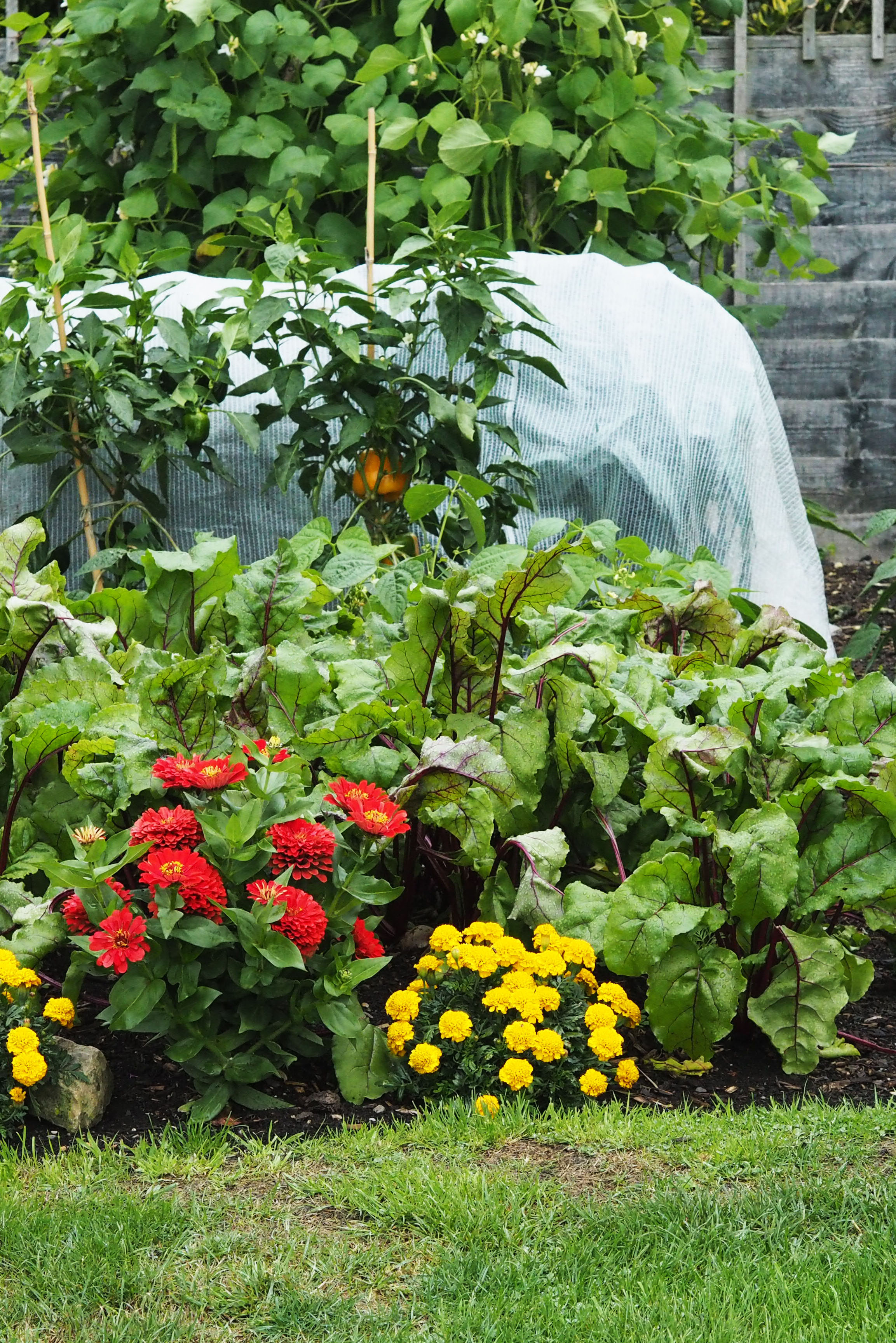 Where is the best place for the vegetable garden? - The Middle-Sized ...