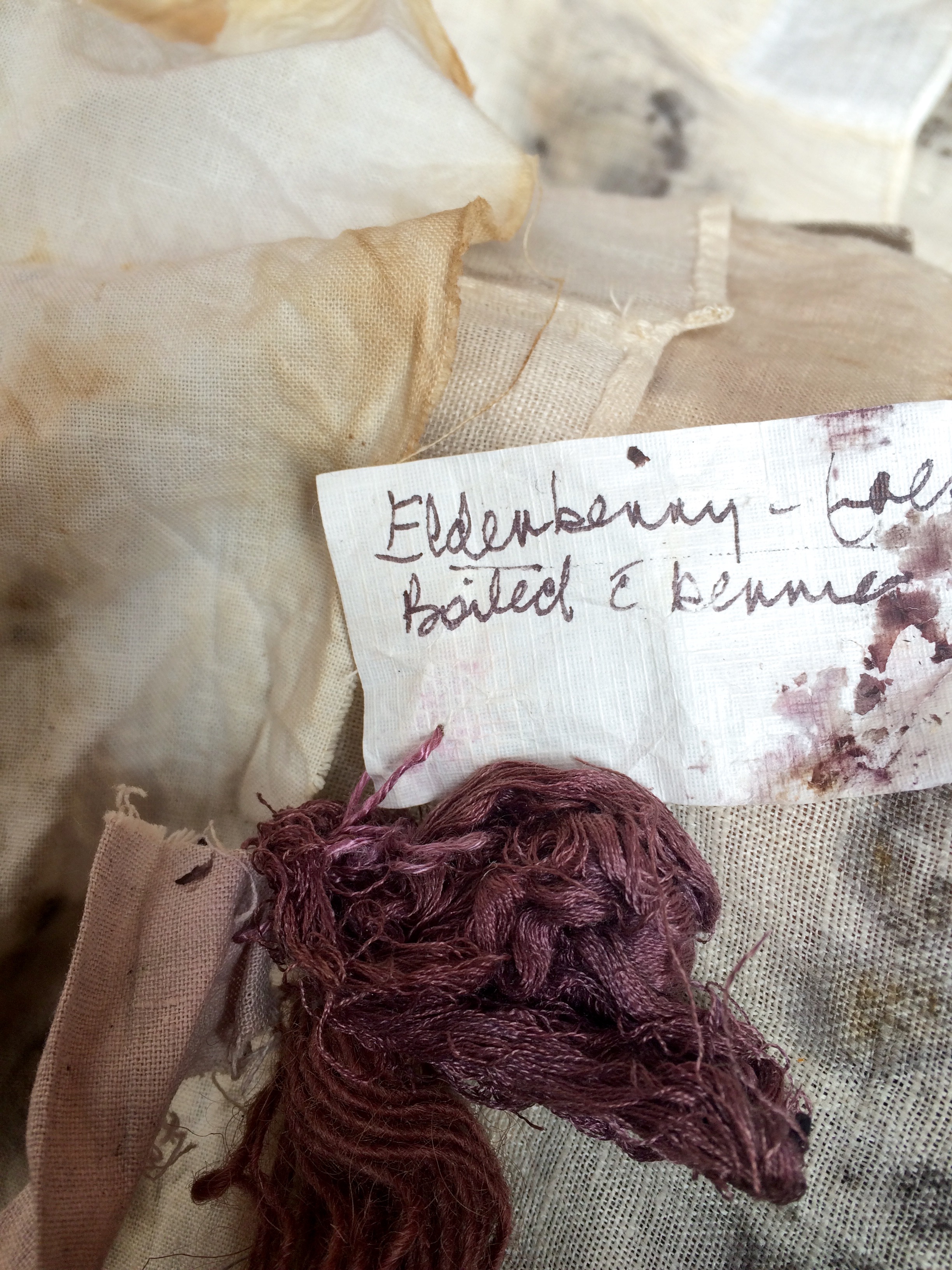 Elderberry plant dye