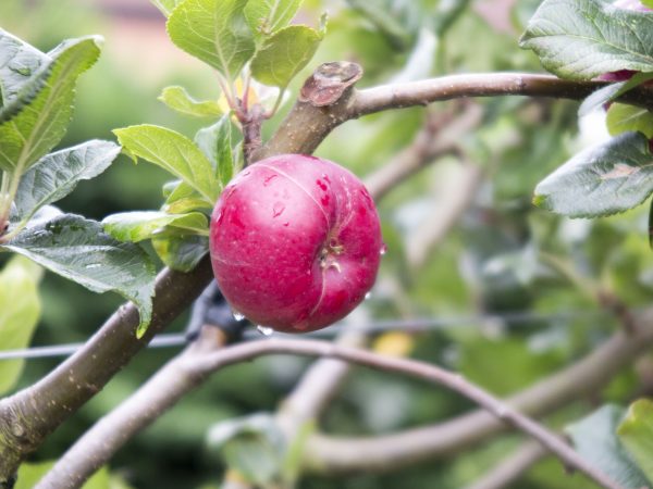 Choose spur-bearing apples for small gardens