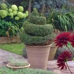 Spiral topiary in pot