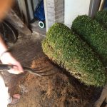 Root trim for spiral topiary