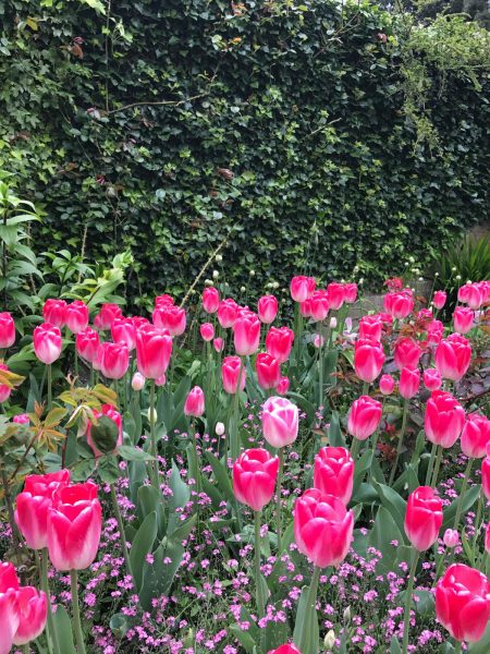 Tulips underplanted
