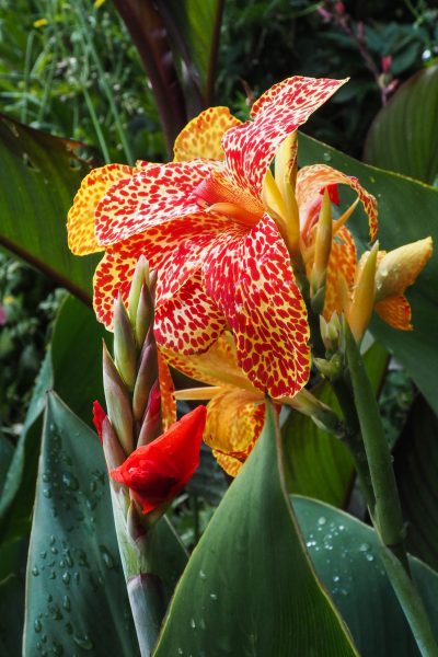 How to choose and grow cannas
