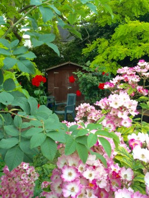 Community garden volunteers cleared a space amongst the tangle of roses and undergrowth for a garden shed